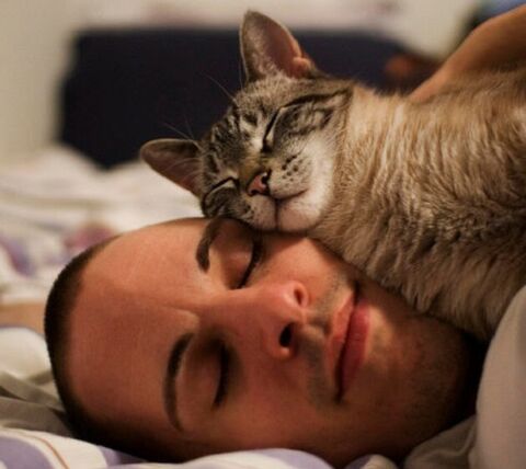 сон з кішкою як причина зараження паразитами